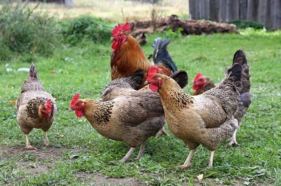 Ayam Kampung
