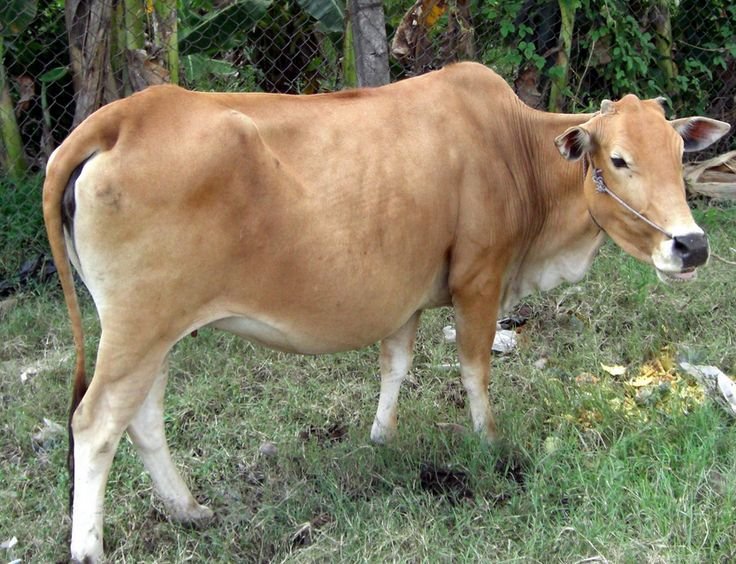 Sapi